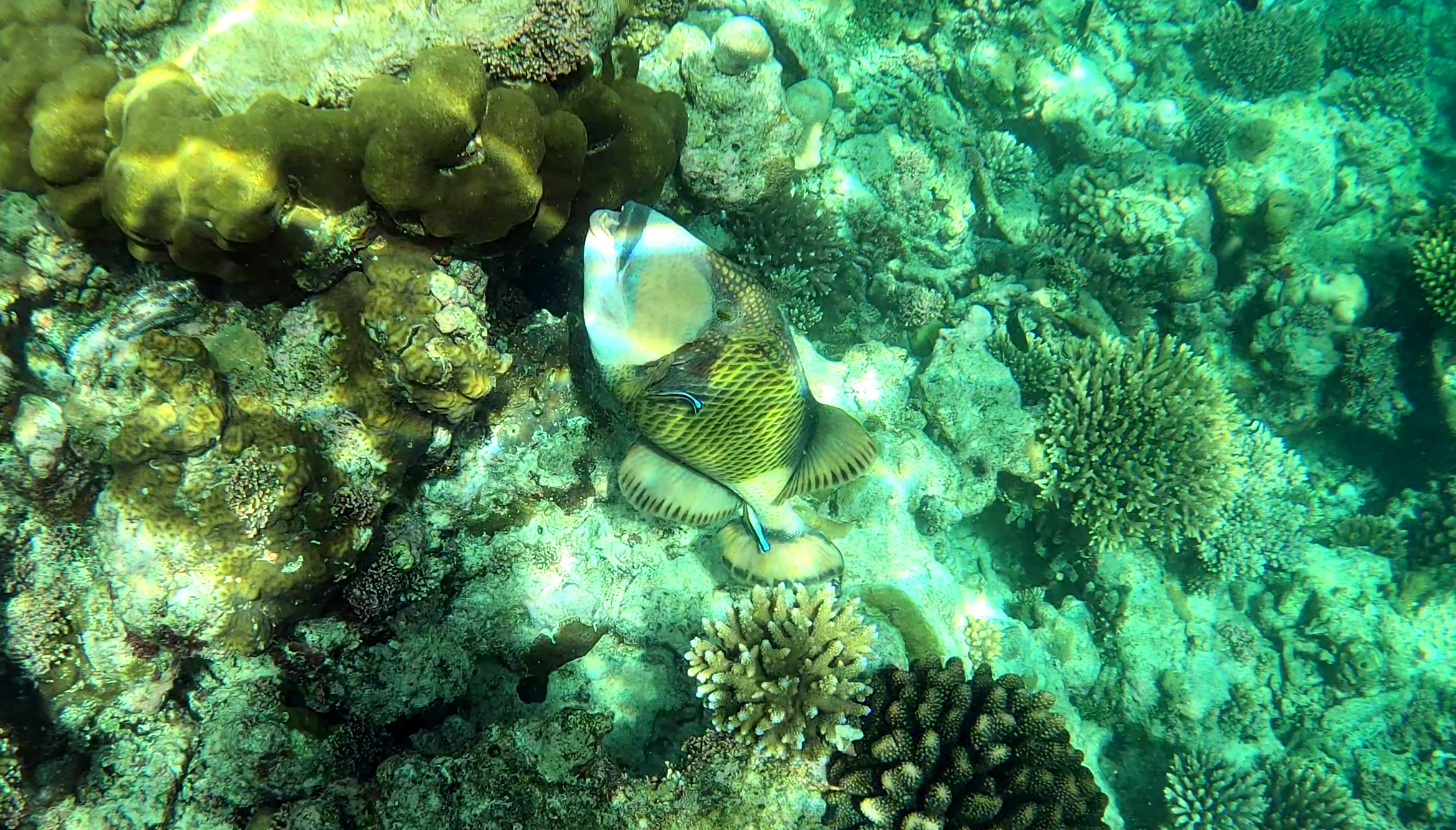 Cleaning station for Titan triggerfish pesce Pulitore e Balestra Titano Balistoides viridescens and Labroides dimidiatus www.intotheblue.it