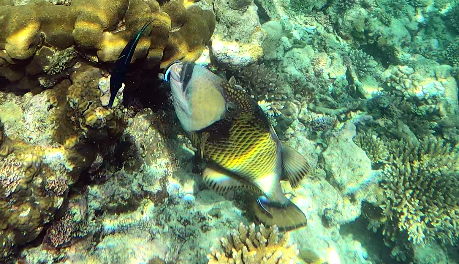 Cleaning station for Titan triggerfish pesce Pulitore e Balestra Titano Balistoides viridescens and Labroides dimidiatus www.intotheblue.it