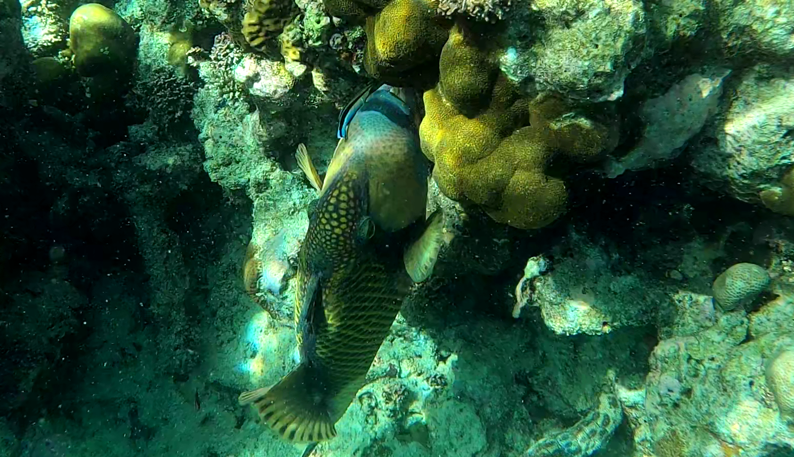 Cleaning station for Titan triggerfish pesce Pulitore e Balestra Titano Balistoides viridescens and Labroides dimidiatus www.intotheblue.it