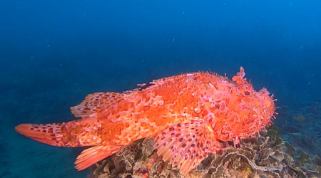 Red scorpionfish - Scorpaena scrofa - Scorfano rosso - www.intotheblue.it