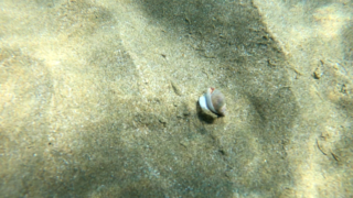 Phalium glaucum seashell