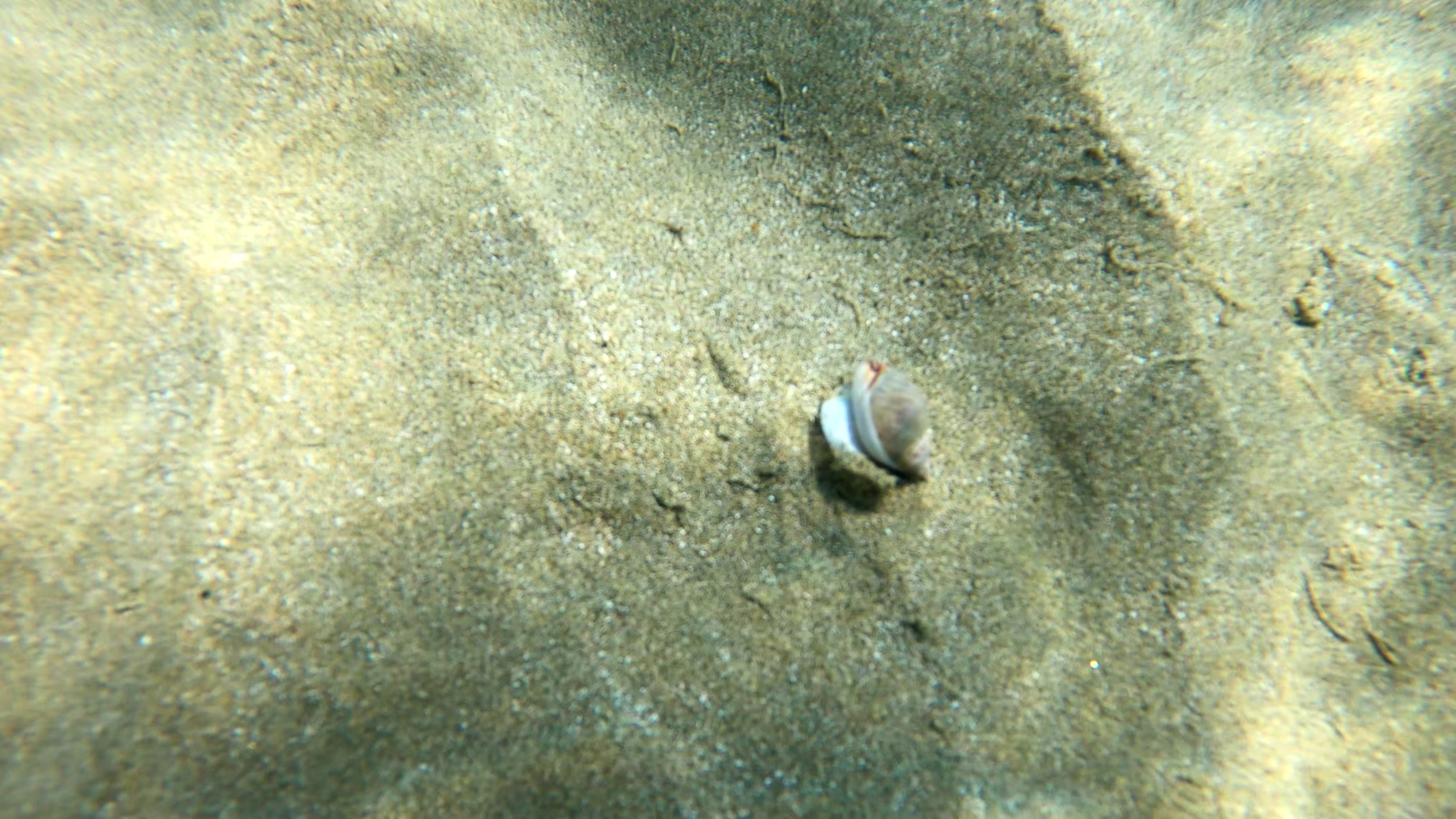 Phalium glaucum seashell Conchiglia Phalium glaucum www.intotheblue.it