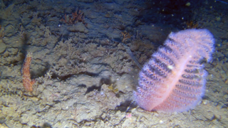 Sea pen Pennatula phosphorea