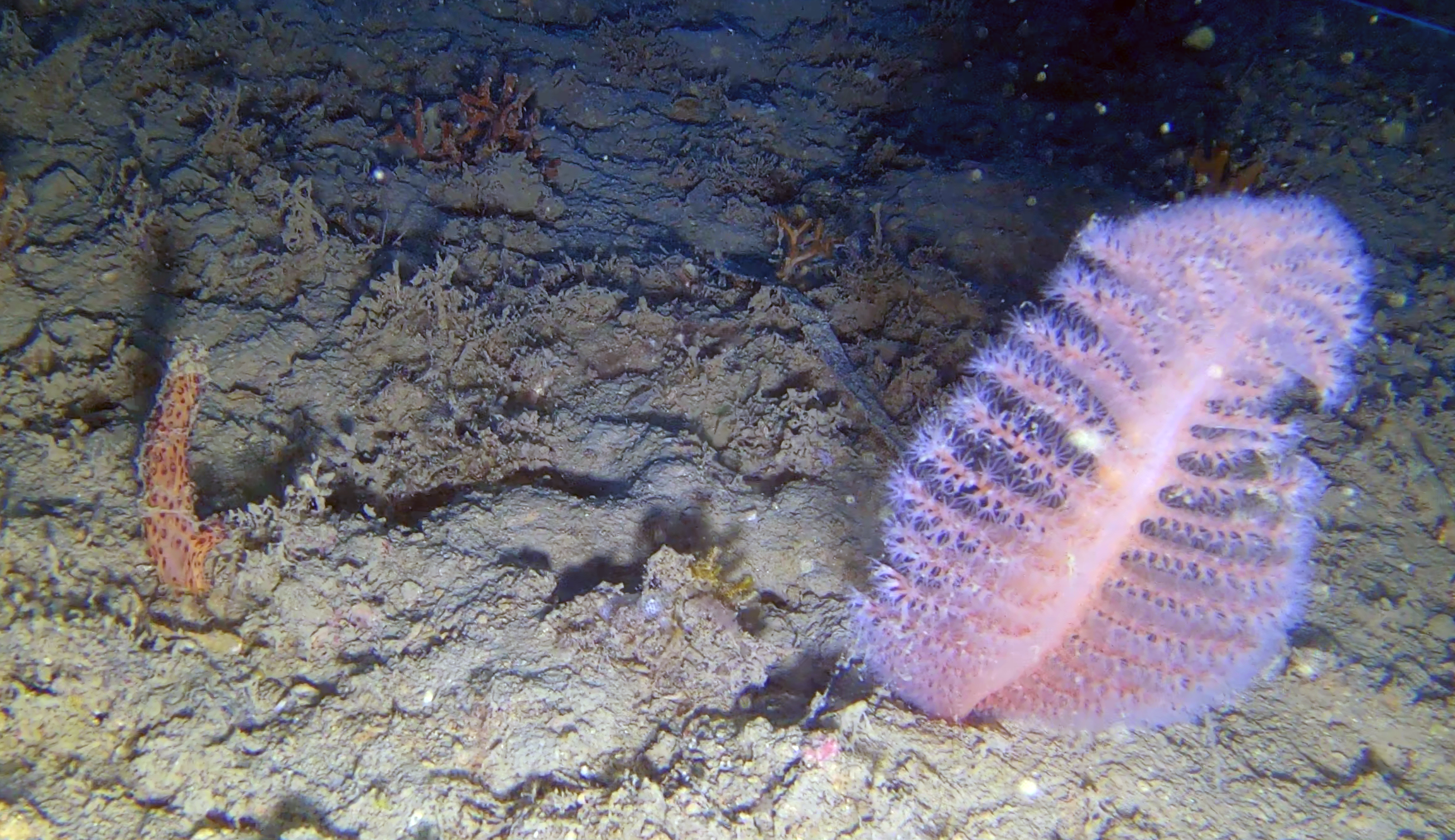 Penna di mare Sea pen Pennatula phosphorea www.intotheblue.it