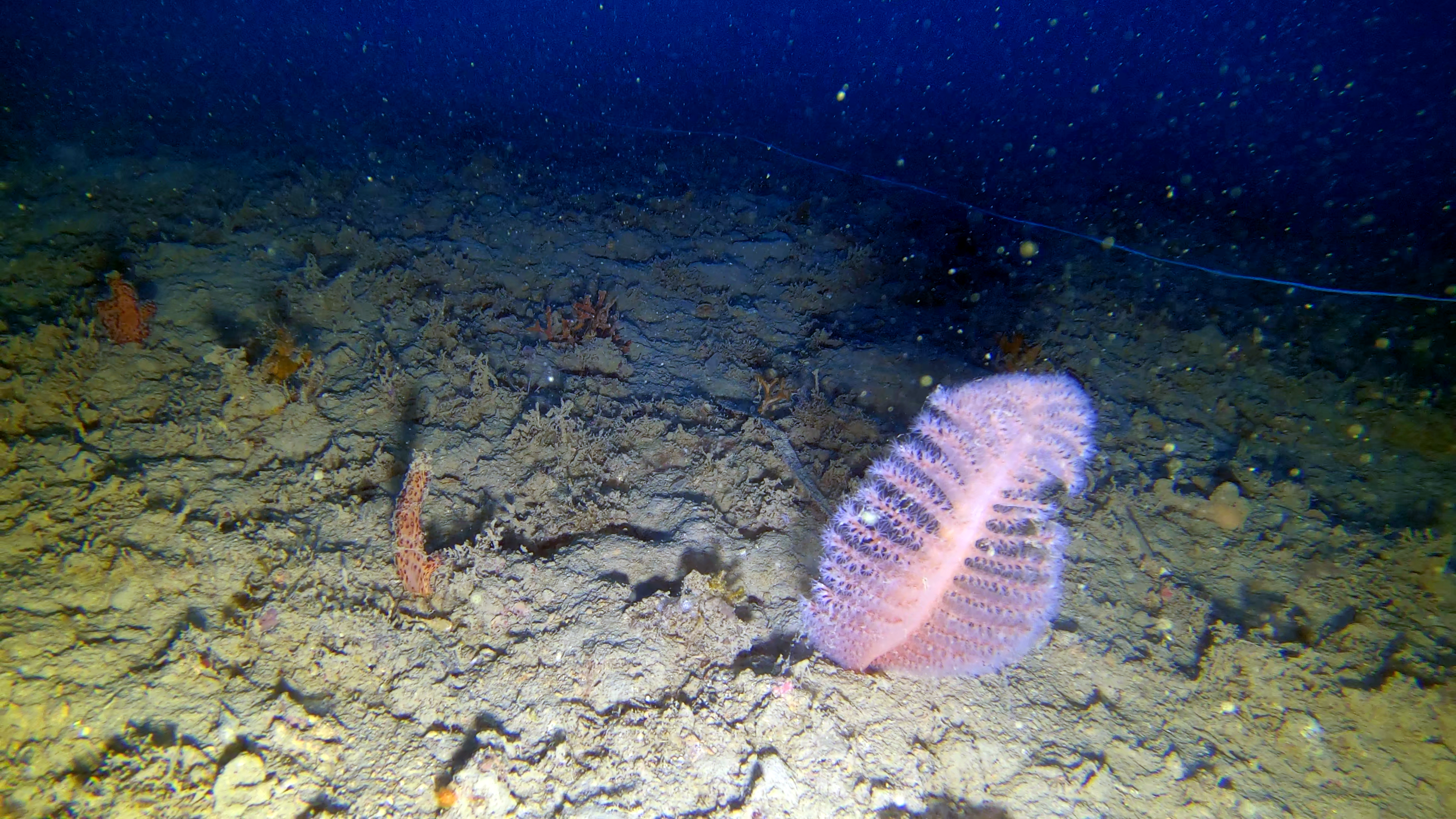 Penna di mare Sea pen Pennatula phosphorea www.intotheblue.it