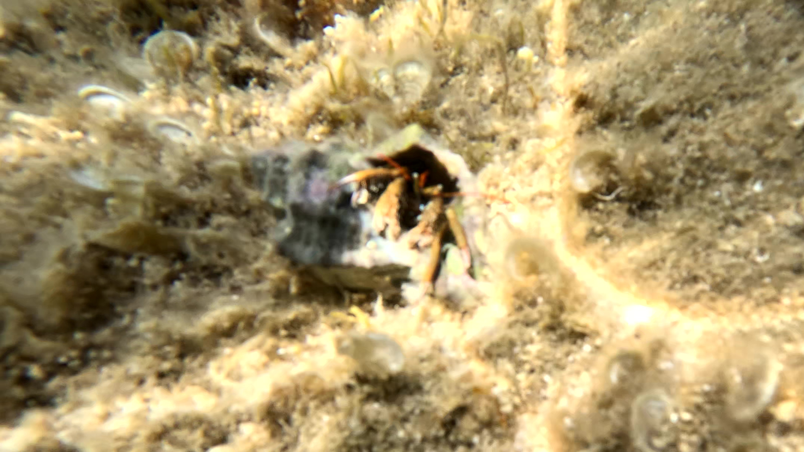 Murex trunculus or Hermit crab? Murice o Paguro? www.intotheblue.it