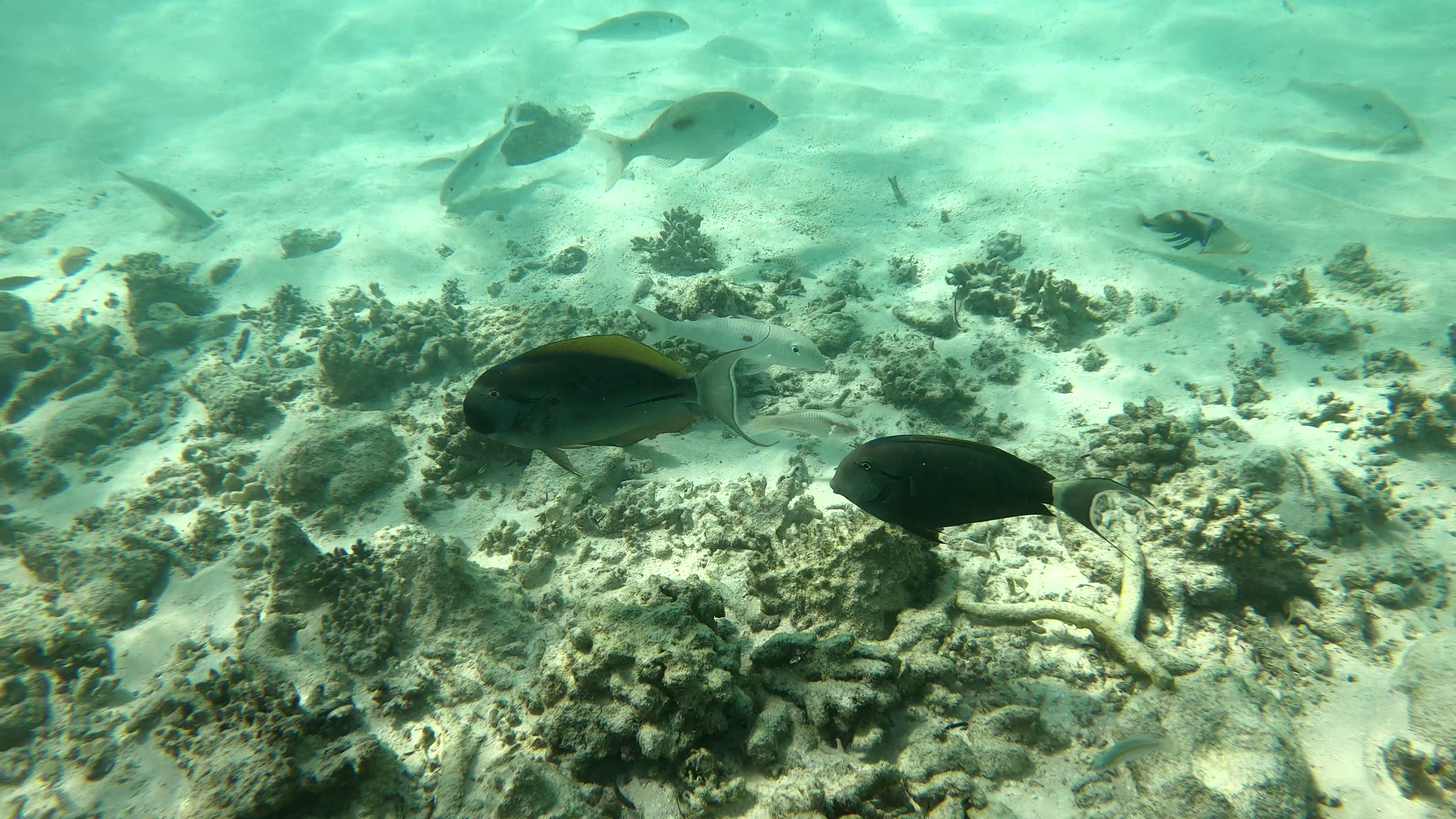 Bariene surgeonfish Pesce chirurgo macchia nera Acanthurus bariene Black-spot surgeonfish www.intotheblue.it