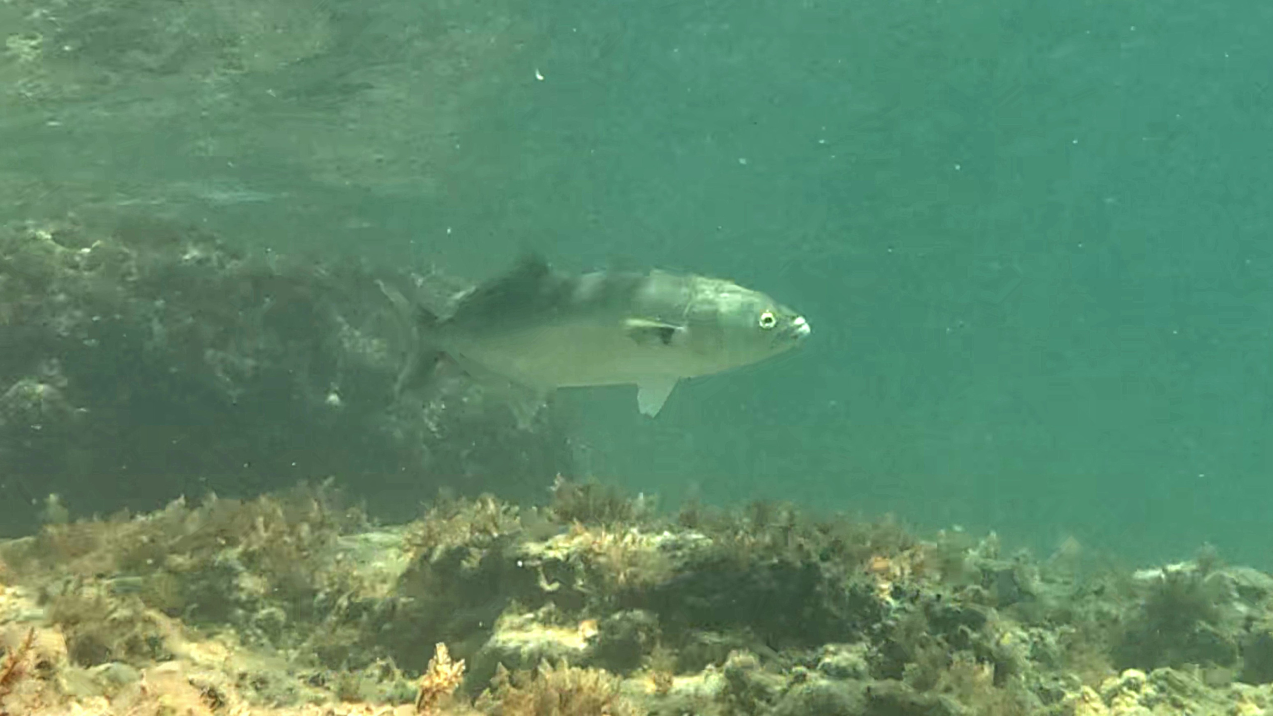 Bluefish Pomatomus saltatrix Pesce serra intotheblue.it