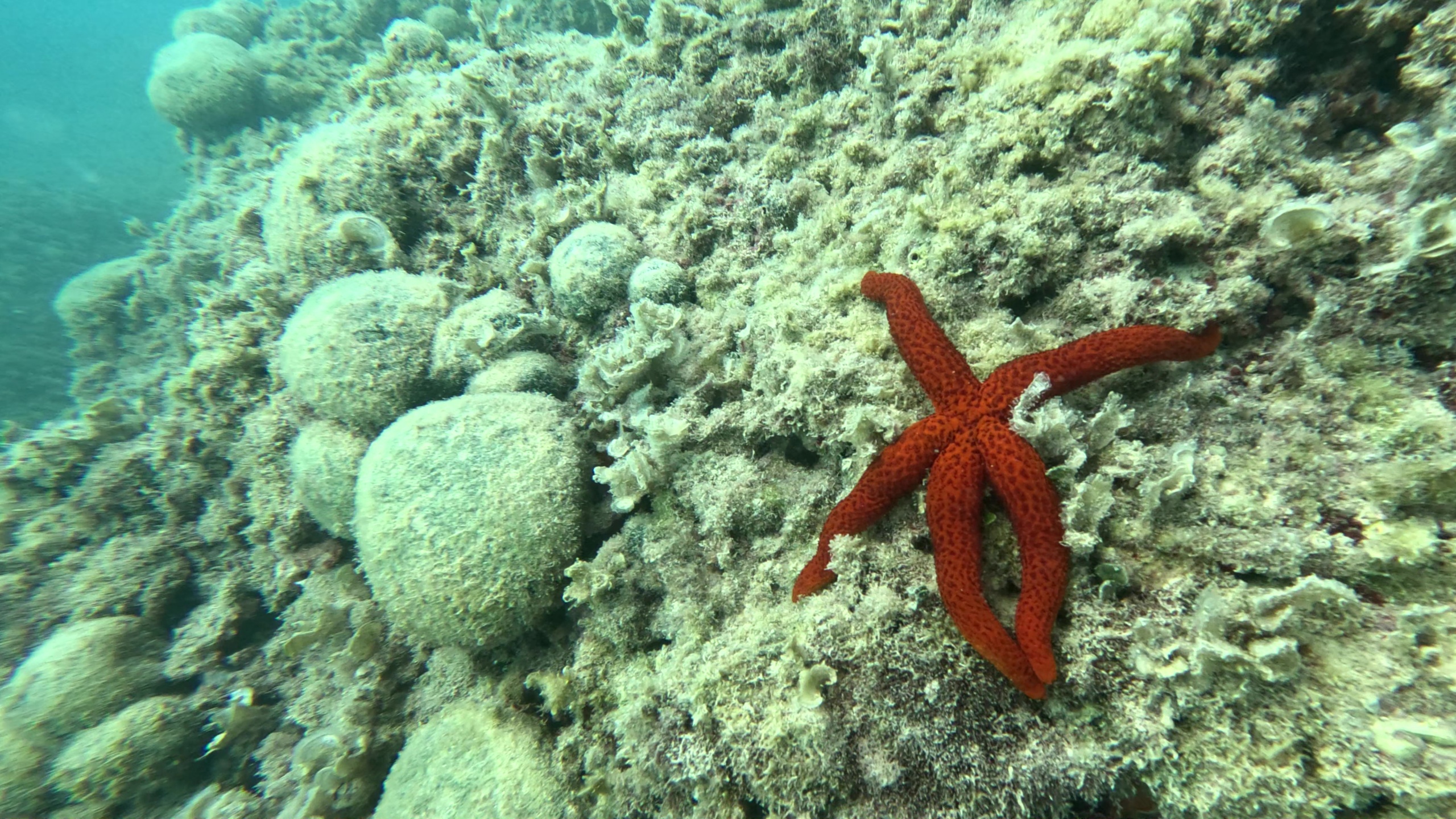 Red starfish Echinaster sepositus Stella marina rossa www.intotheblue.it
