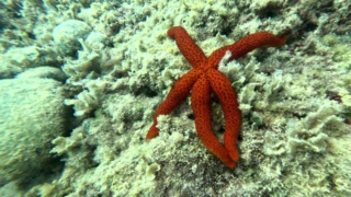 Stella marina rossa