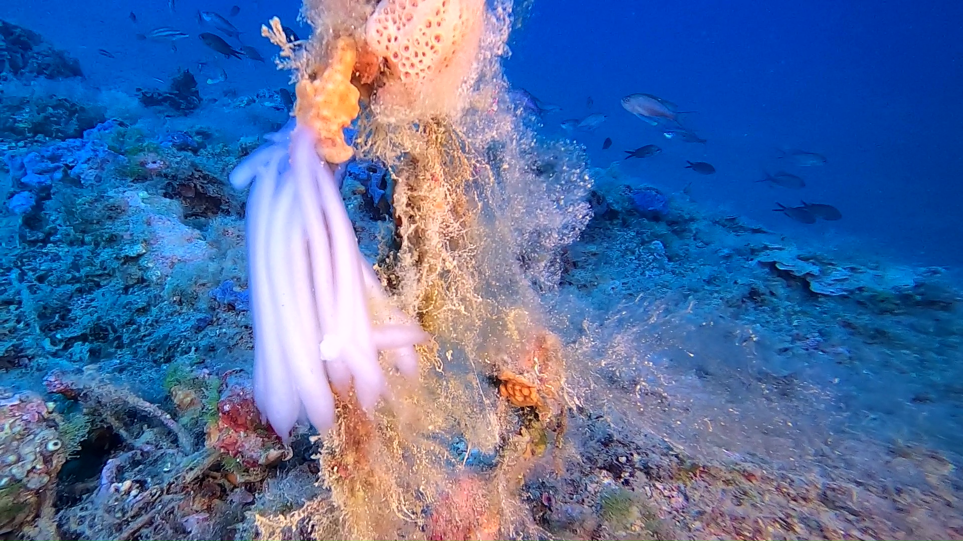 Squid eggs - Uova di Calamaro - www.intotheblue.it - Ghost nets - Rete fantasma