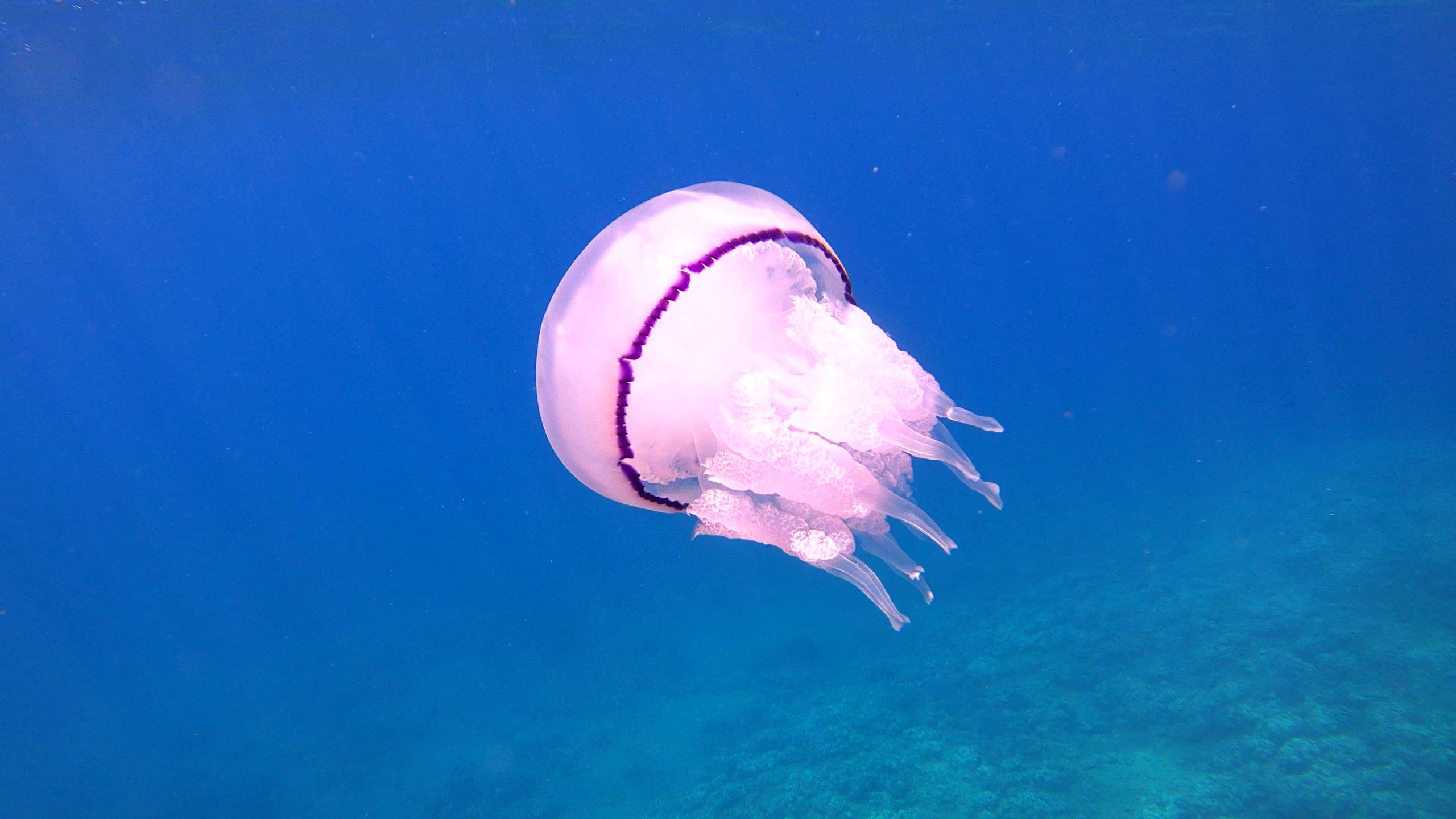 Barrel jellyfish Rhizostoma pulmo Polmone di mare Intotheblue.it