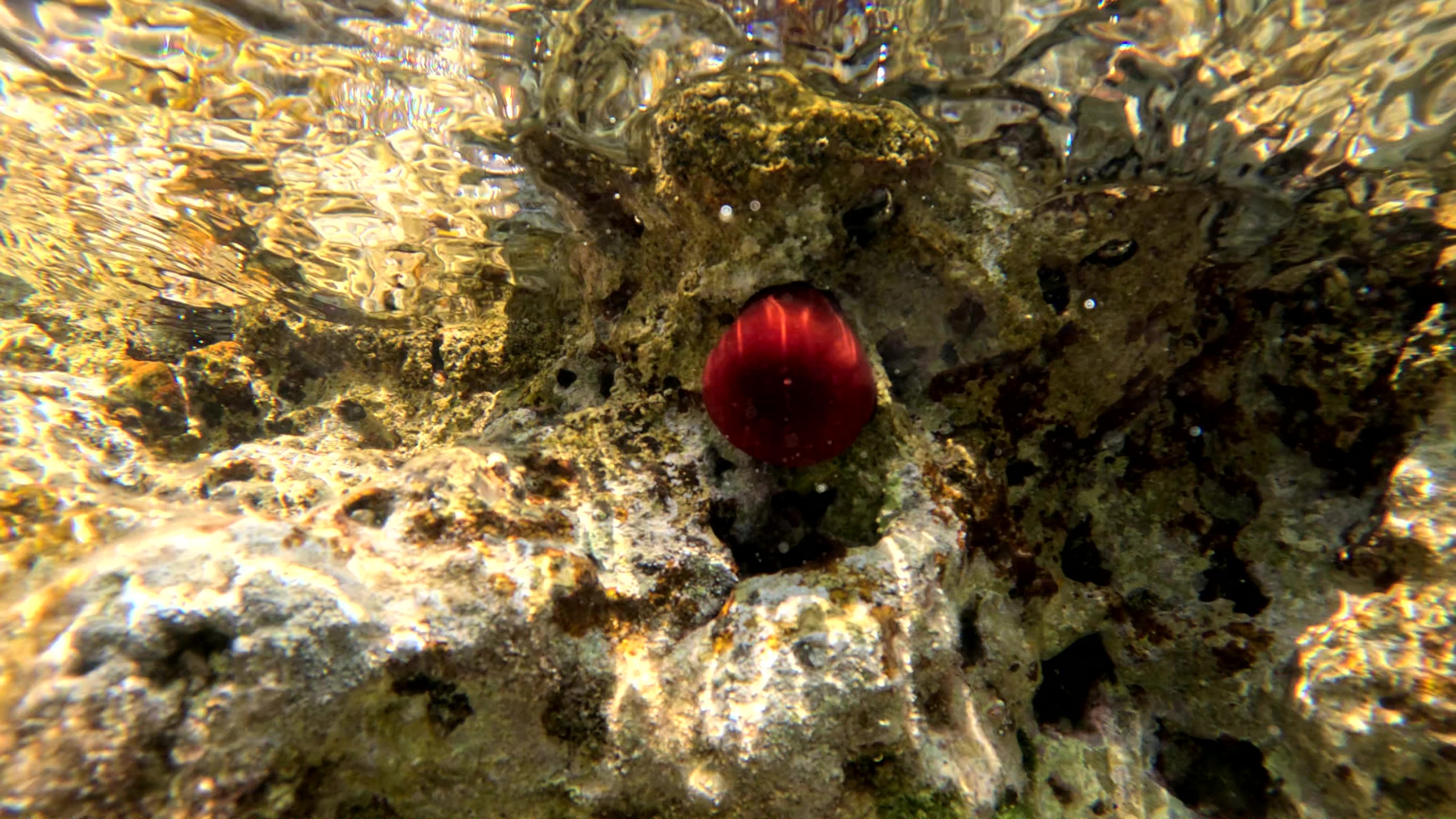 Beadlet anemone - Actinia equina - Pomodoro di mare - intotheblue.it