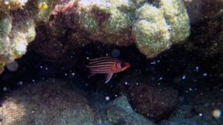 Pesce Scoiattolo rosso - Sargocentron rubrum