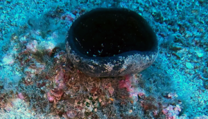 Goblet Sponge - Calyx nicaeensis