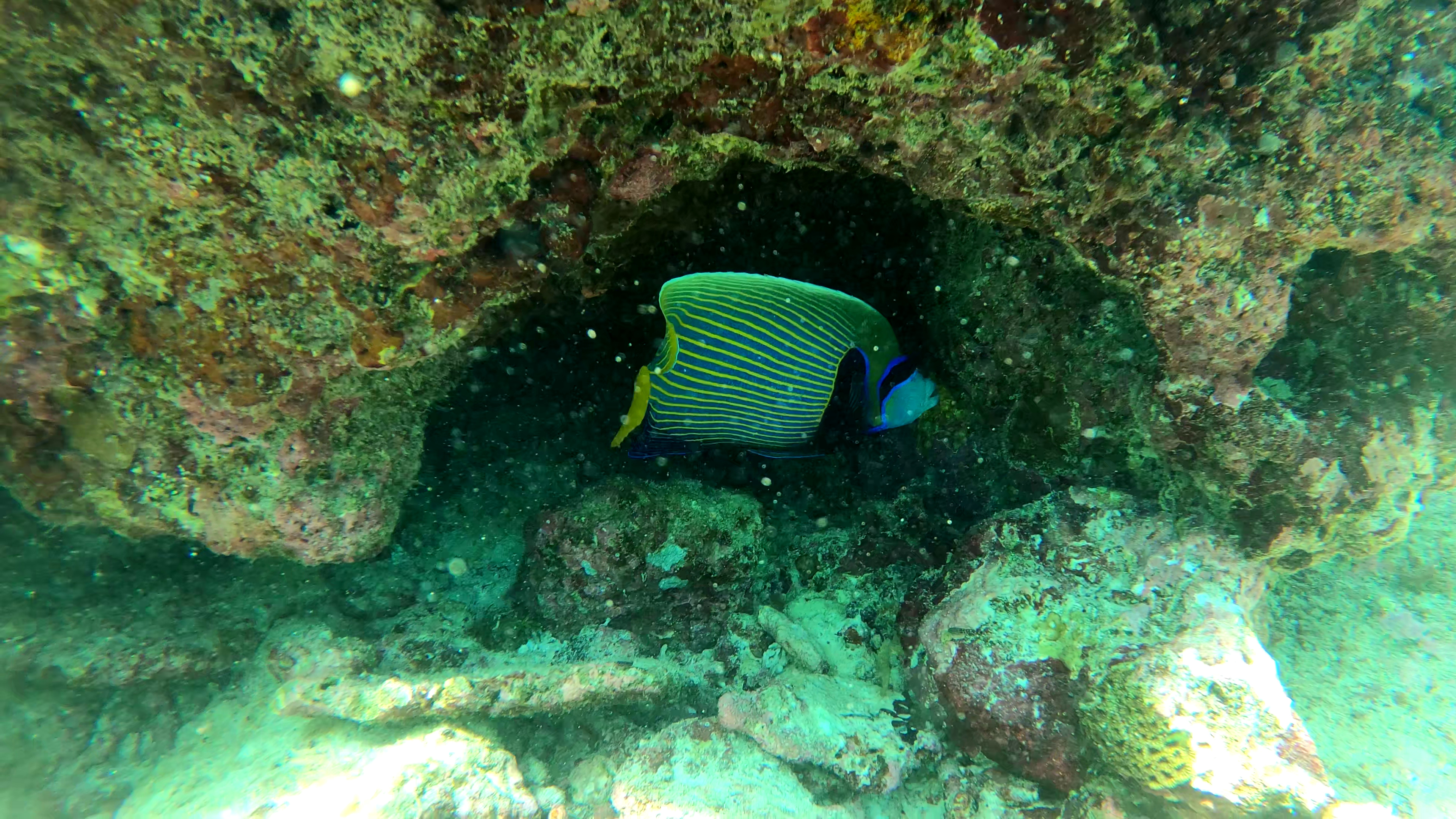 Emperor Angelfish Pesce Angelo Imperatore Pomacanthus imperator www.intotheblue.it