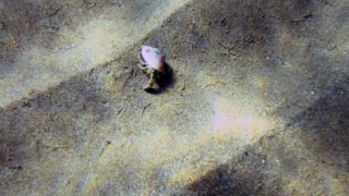 Hermit crab in Phalium glaucum shell