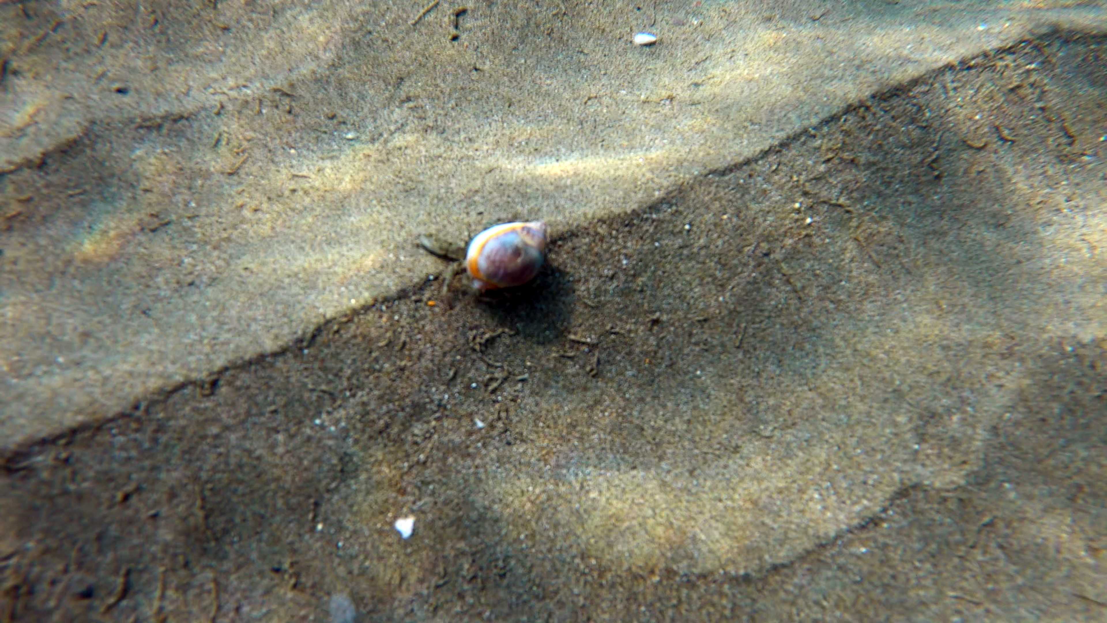 Paguro nel guscio di Phalium glaucum Hermit crab in Phalium glaucum shell www.intotheblue.it