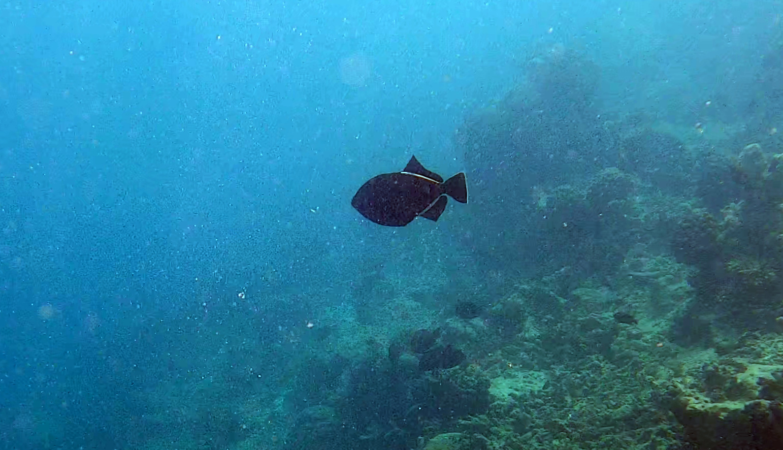 Indian Triggerfish Pesce Balestra indiano Melichthys indicus www.intotheblue.it