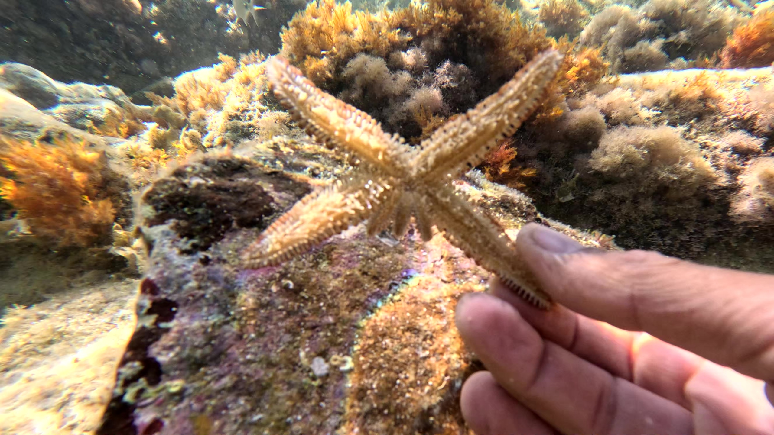 Variable spiny starfish - Coscinasterias tenuispina - Stella marina spinosa variabile - www.intotheblue.it