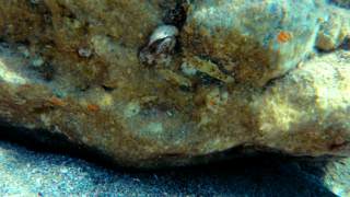 Ostrica Spinosa o Spondilo - Spiny Oysters - Spondylus gaederopus - www.intotheblue.it