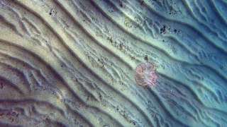 Cigar jellyfish Olindias phosphorica