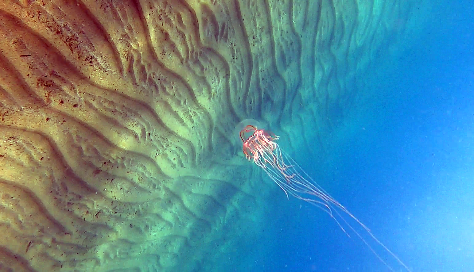 Cigar jellyfish - Medusa Olindia - Olindias phosphorica – www.intotheblue.it