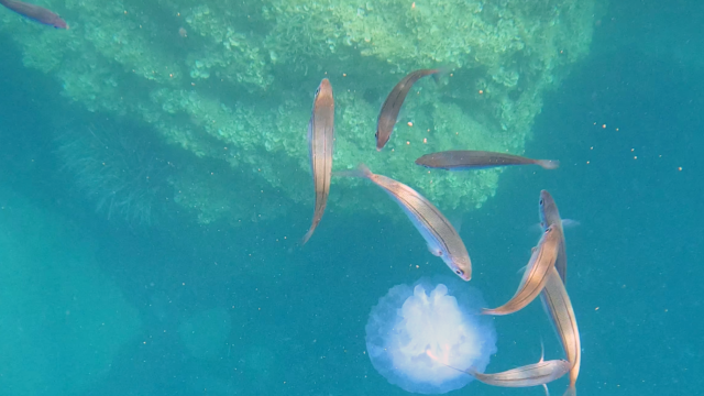 Bogues that devour a Barrel jellyfish - Boghe che divorano un Polmone di mare - www.intotheblue.it
