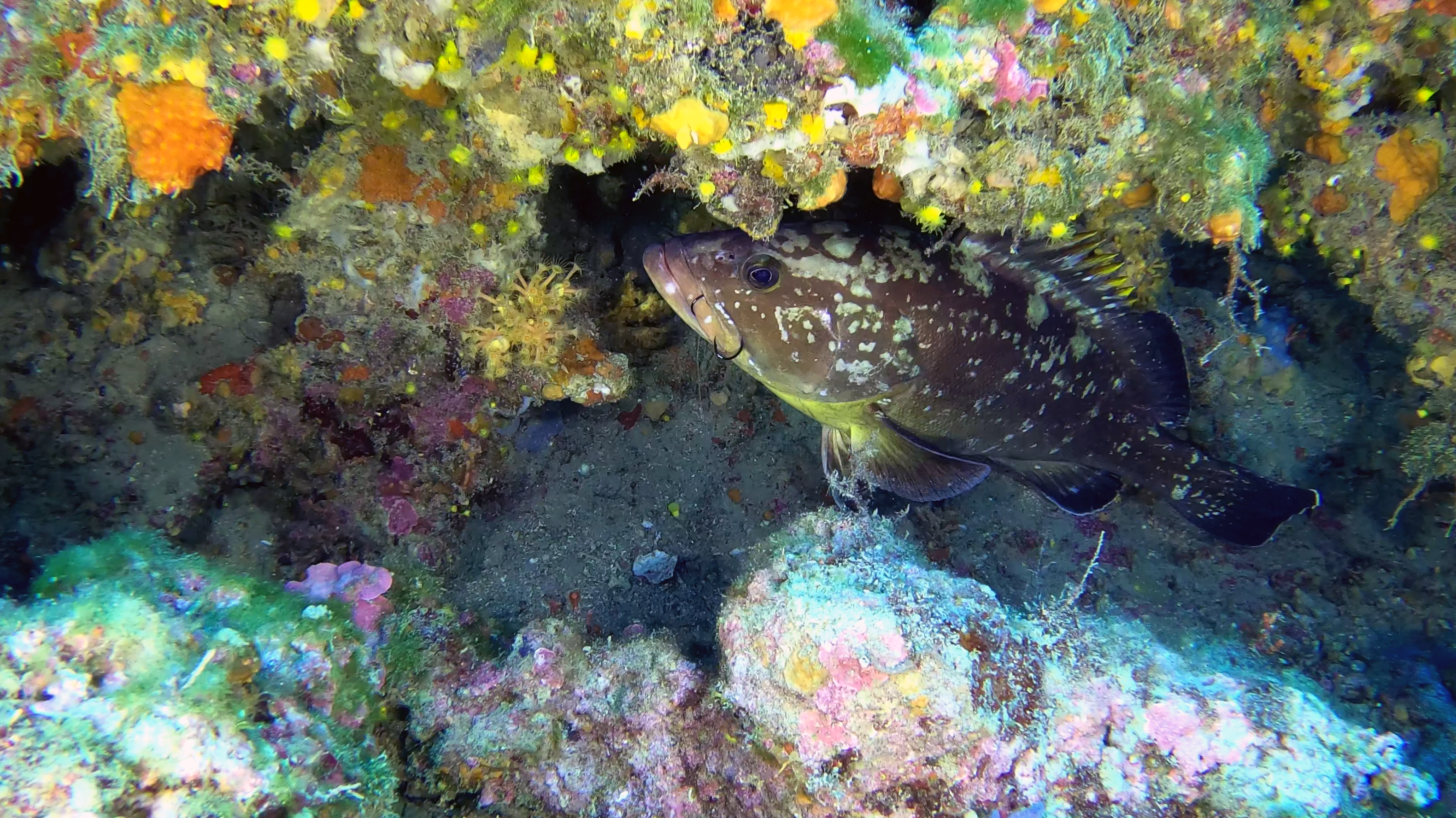 Grouper of Mediterranean Sea - Cernia Bruna - Epinephelus marginatus - www.intotheblue.it