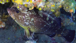 Grouper of  Mediterranean Sea