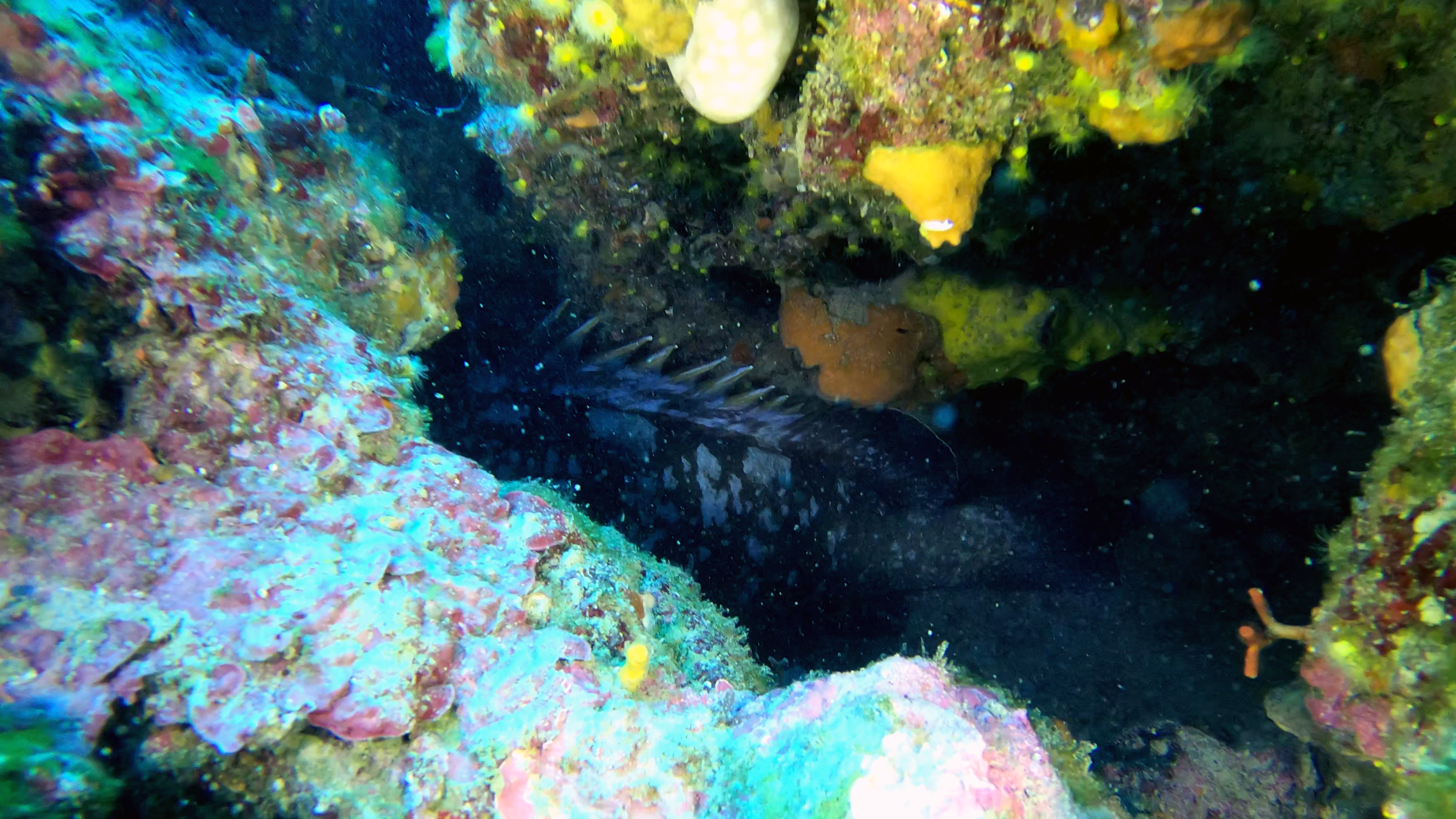 Grouper of Mediterranean Sea - Cernia Bruna - Epinephelus marginatus - www.intotheblue.it