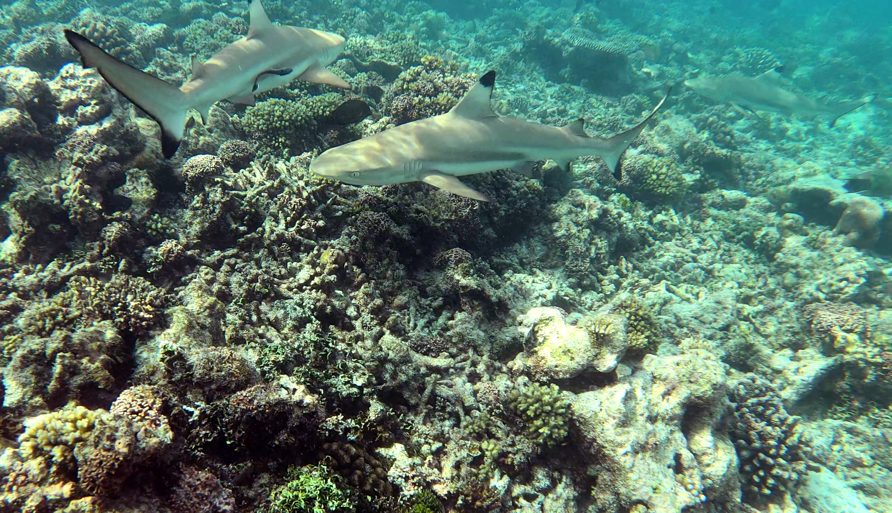 Blaktip reef Shark - Squalo Pinna nera - Carcharhinus melanopterus - www.intotheblue.it