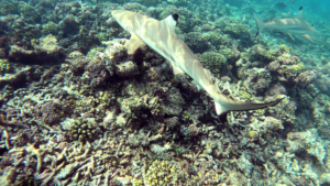 Squalo Pinna nera - Carcharhinus melanopterus