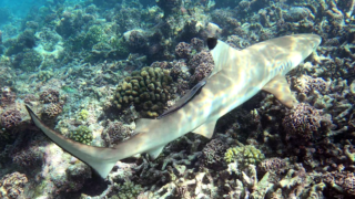 Blacktip reef Shark