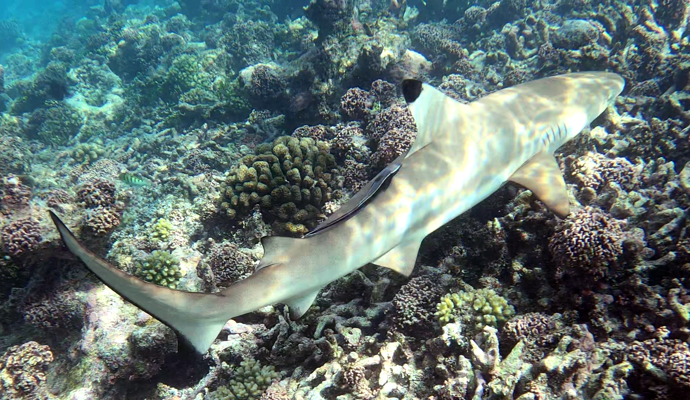 Blaktip reef Shark - Squalo Pinna nera - Carcharhinus melanopterus - www.intotheblue.it