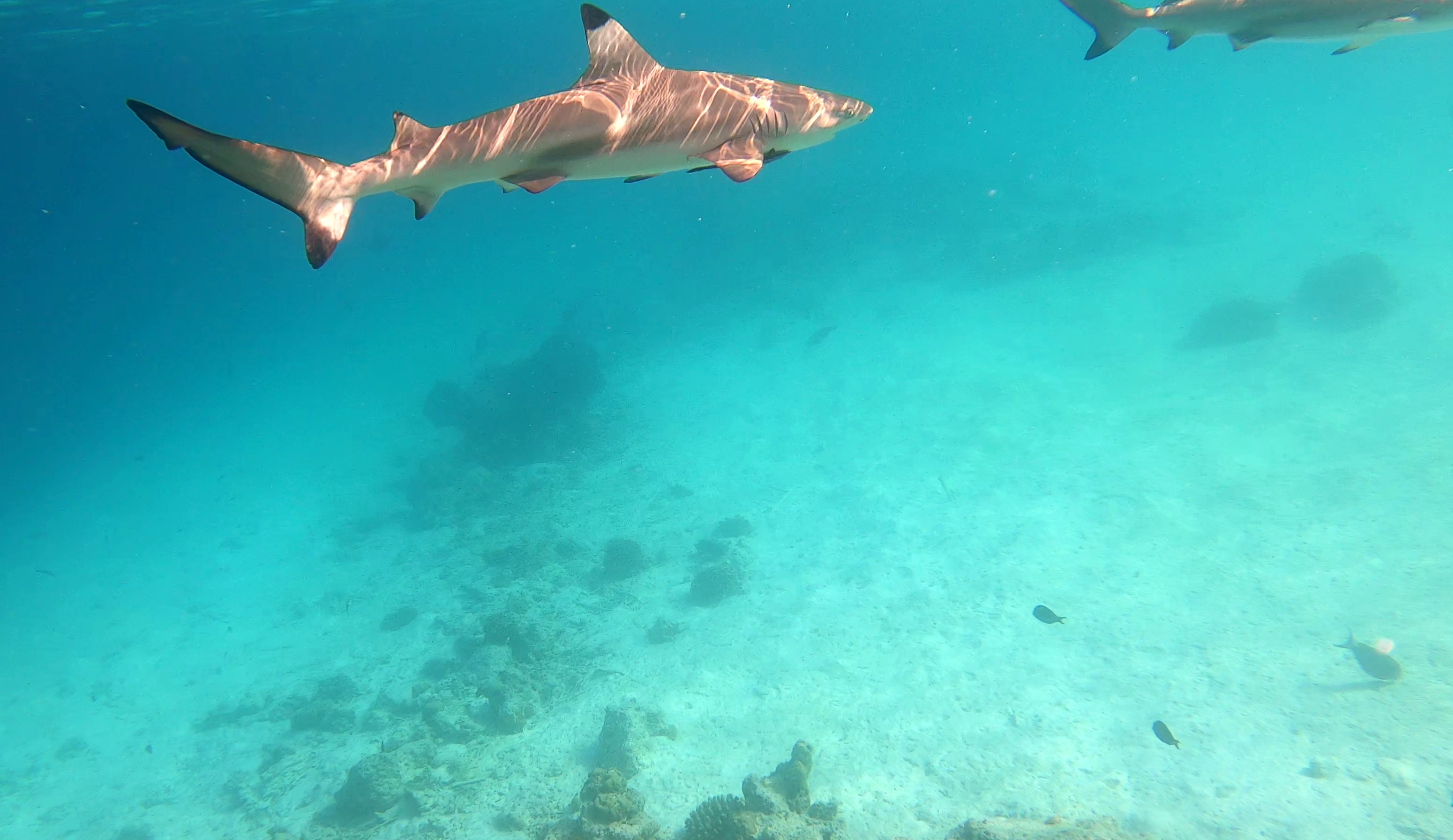 Blaktip reef Shark - Squalo Pinna nera - Carcharhinus melanopterus - www.intotheblue.it