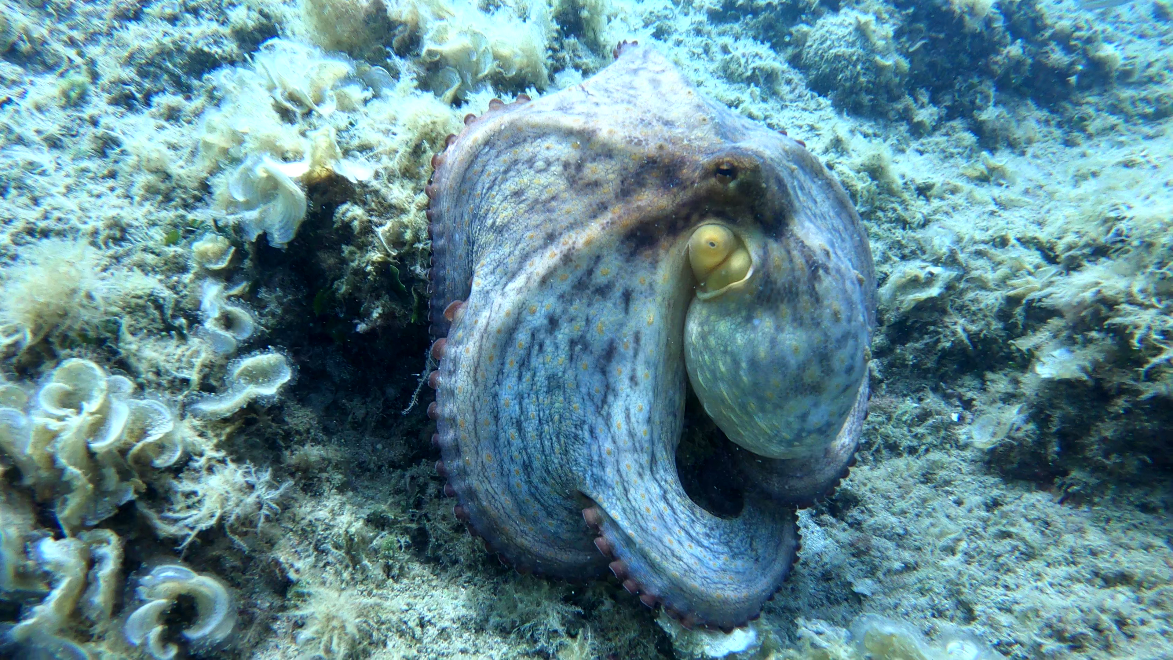 Common Octopus - Polpo - Octopus vulgaris - www.intotheblue.it