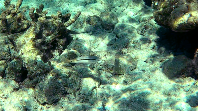 Triglia linea-punto nel Mediterraneo Dash-and-dot goatfish in Mediterranean Sea Parupeneus barberinus www.intotheblue.it