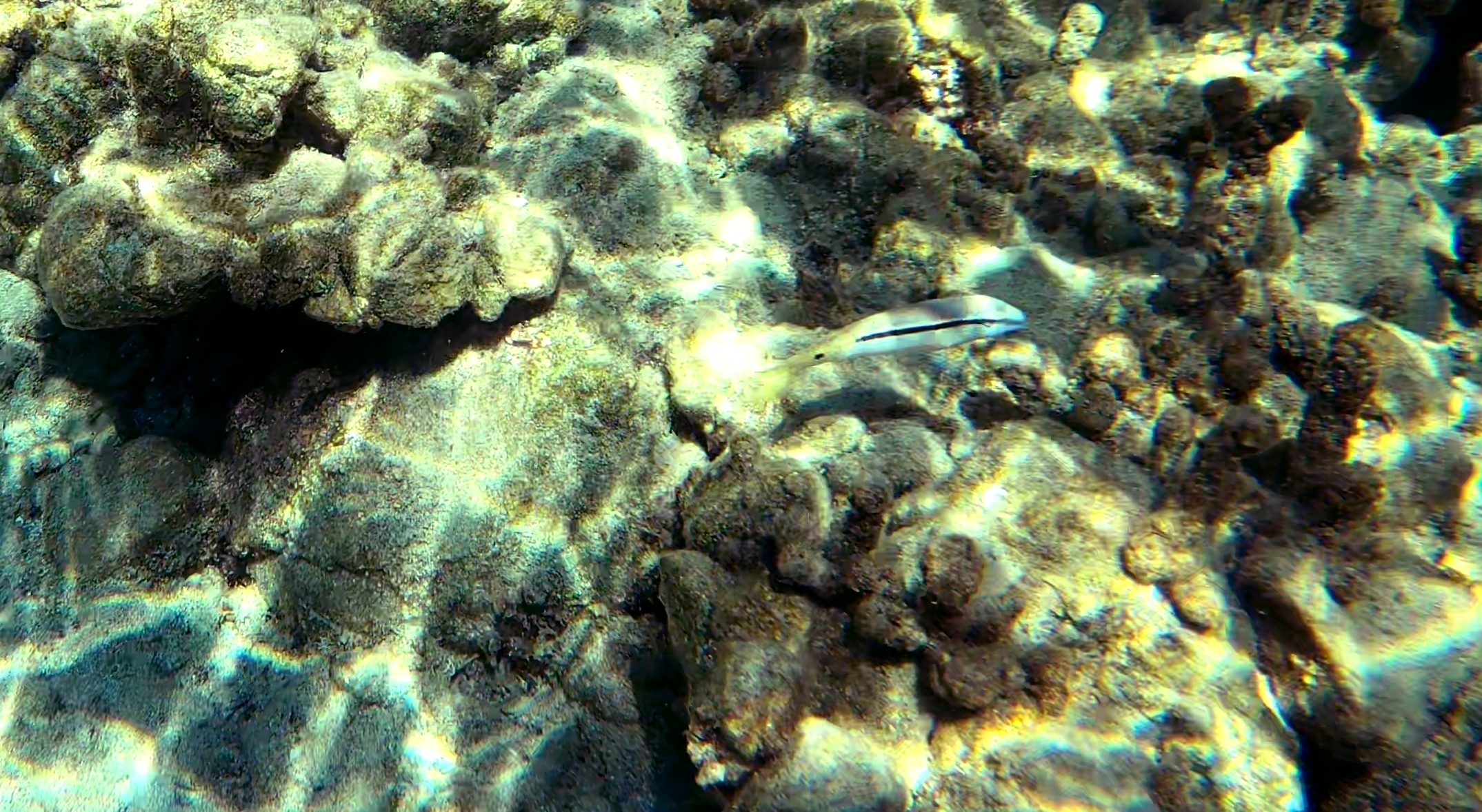 Triglia linea-punto nel Mediterraneo Dash-and-dot goatfish in Mediterranean Sea Parupeneus barberinus www.intotheblue.it