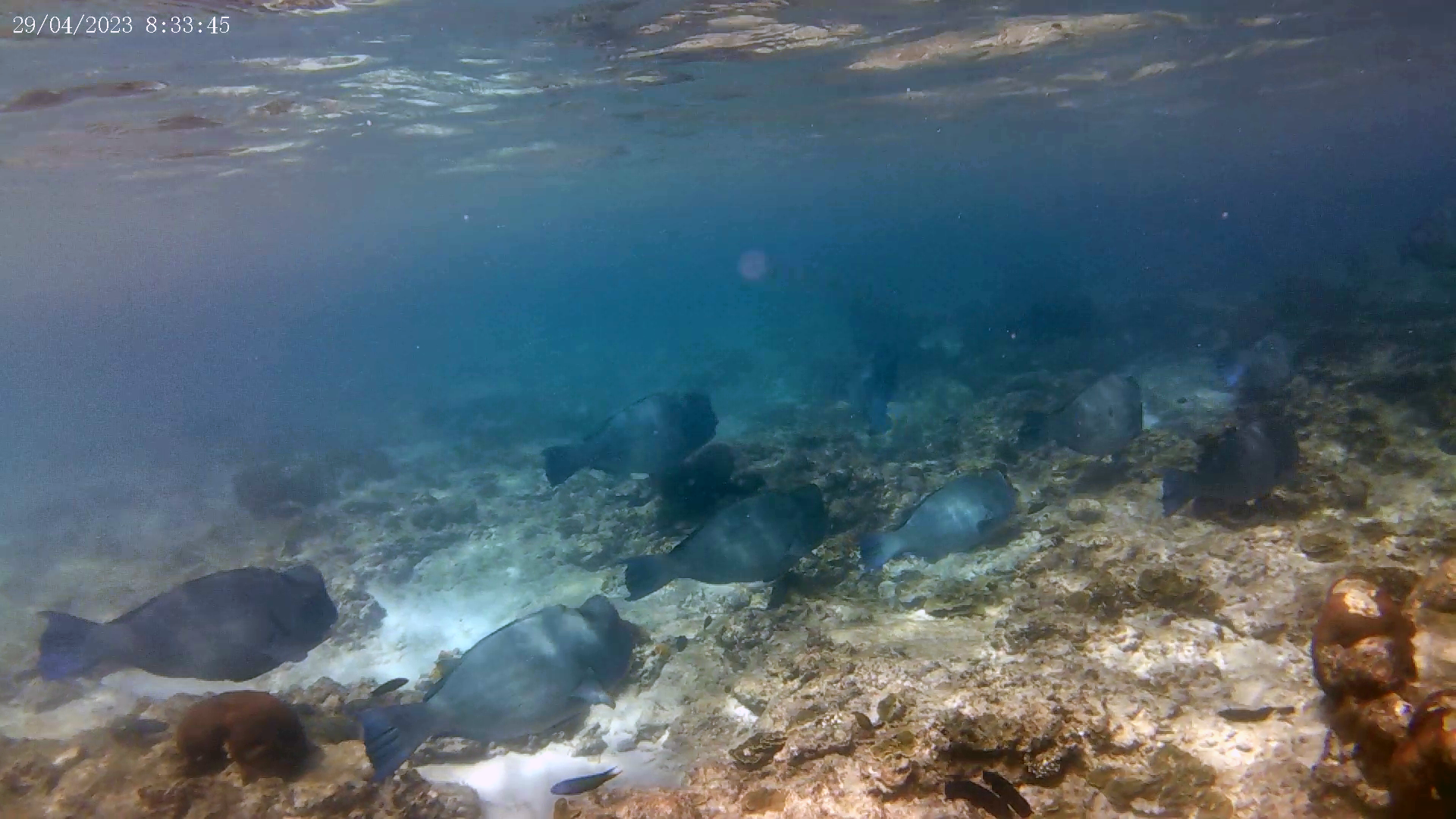 Humphead wrasse - Pesce Napoleone - Cheilinus undulatus - www.intotheblue.it