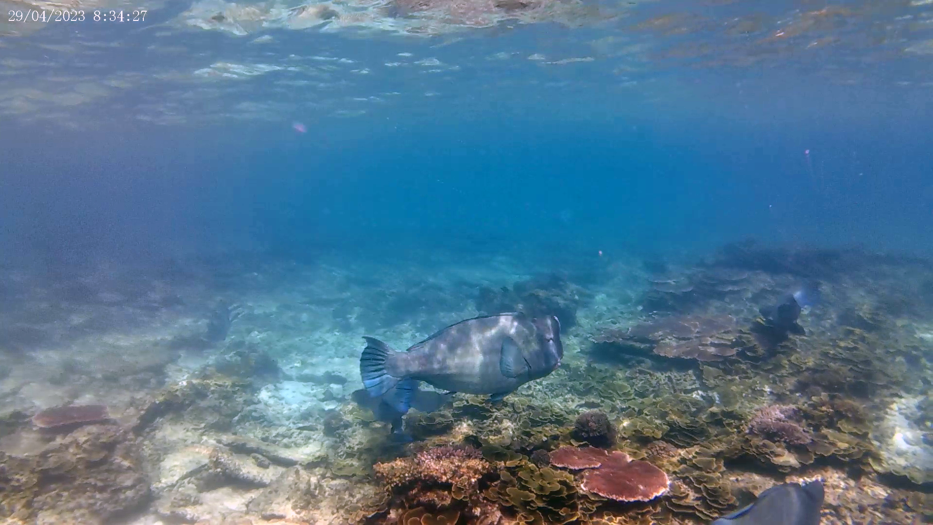 Humphead wrasse - Pesce Napoleone - Cheilinus undulatus - www.intotheblue.it