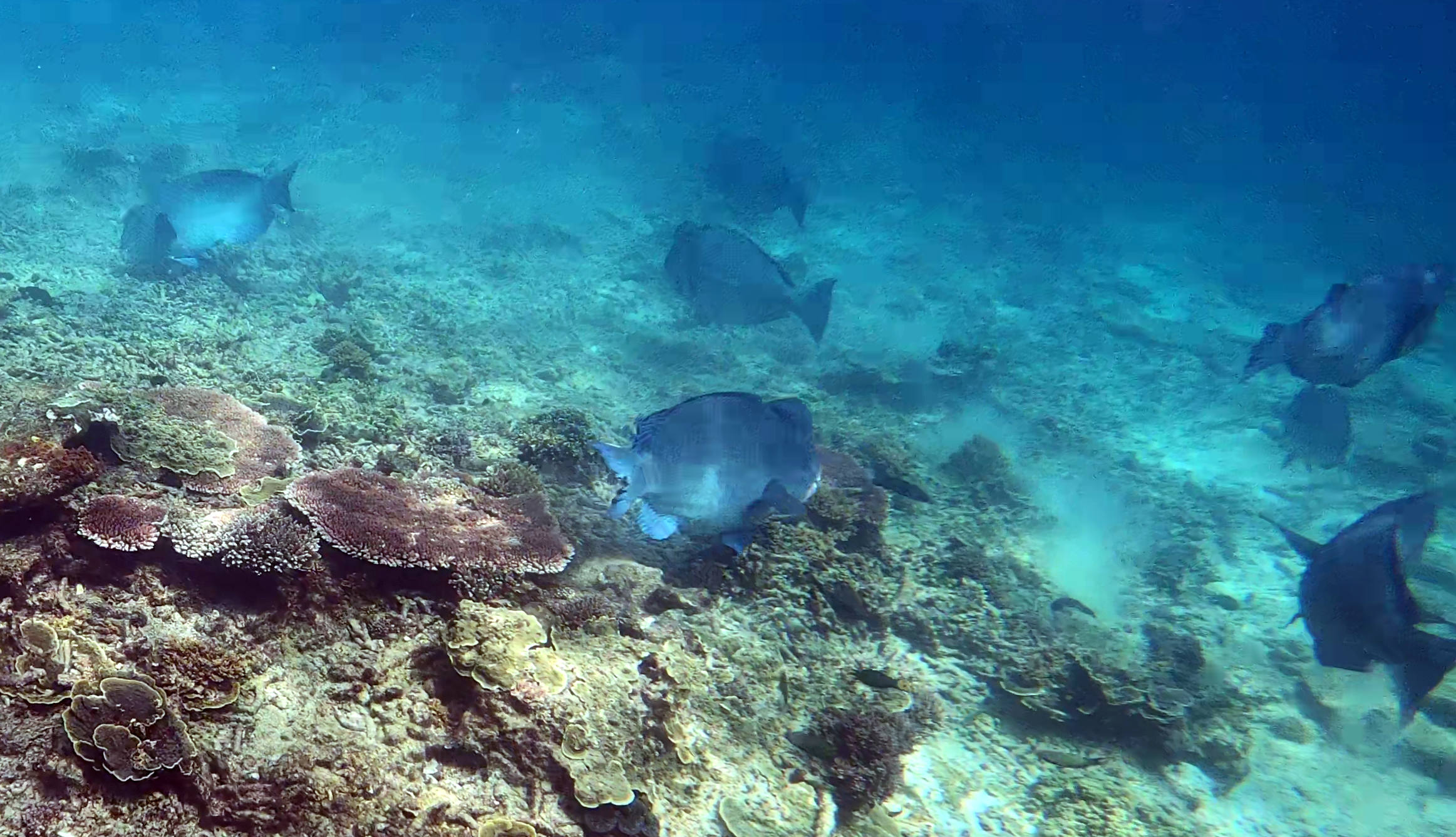 Humphead wrasse - Pesce Napoleone - Cheilinus undulatus - www.intotheblue.it