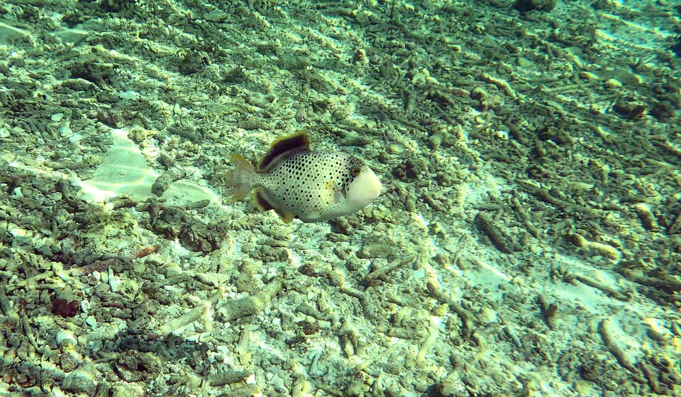 young Titan triggerfish - giovane Balestra Titano - young Giant triggerfish - Balistoides viridescens - www.intotheblue.it