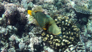 Pesce Balestra Striato - Balistapus undulatus
