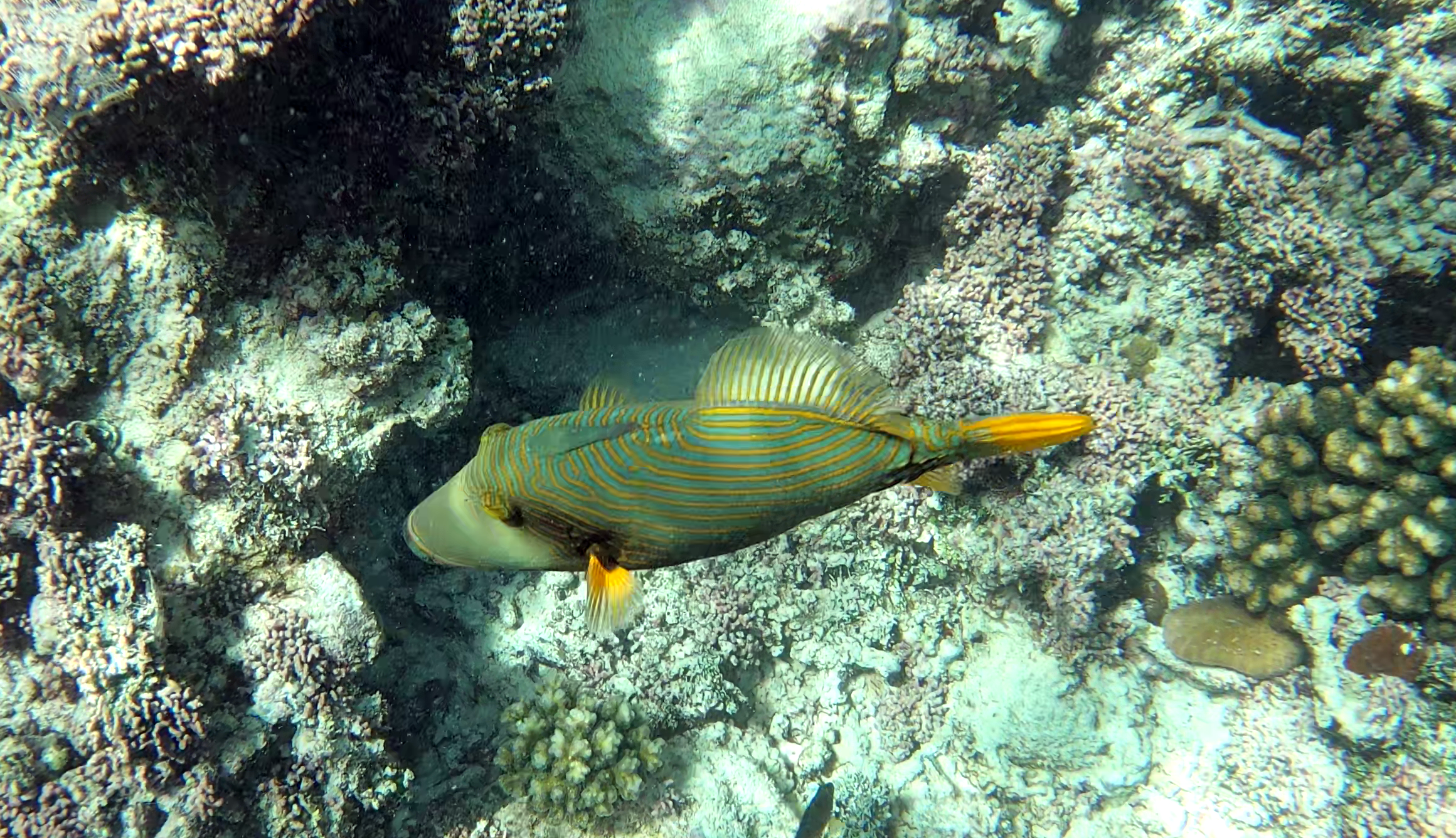 Orange-lined Triggerfish Pesce Balestra Striato Balistapus undulatus www.intotheblue.it