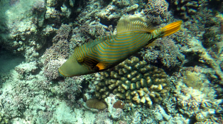 Orange-lined Triggerfish Pesce Balestra Striato Balistapus undulatus www.intotheblue.it