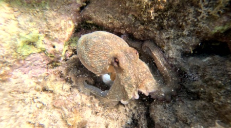 Do octopuses grow tentacles again ? - Al polpo ricrescono i tentacoli ? - www.intotheblue.it