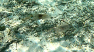 Bigfin reef Squid - Calamaro di Lesson - Sepioteuthis lessoniana - www.intotheblue.it