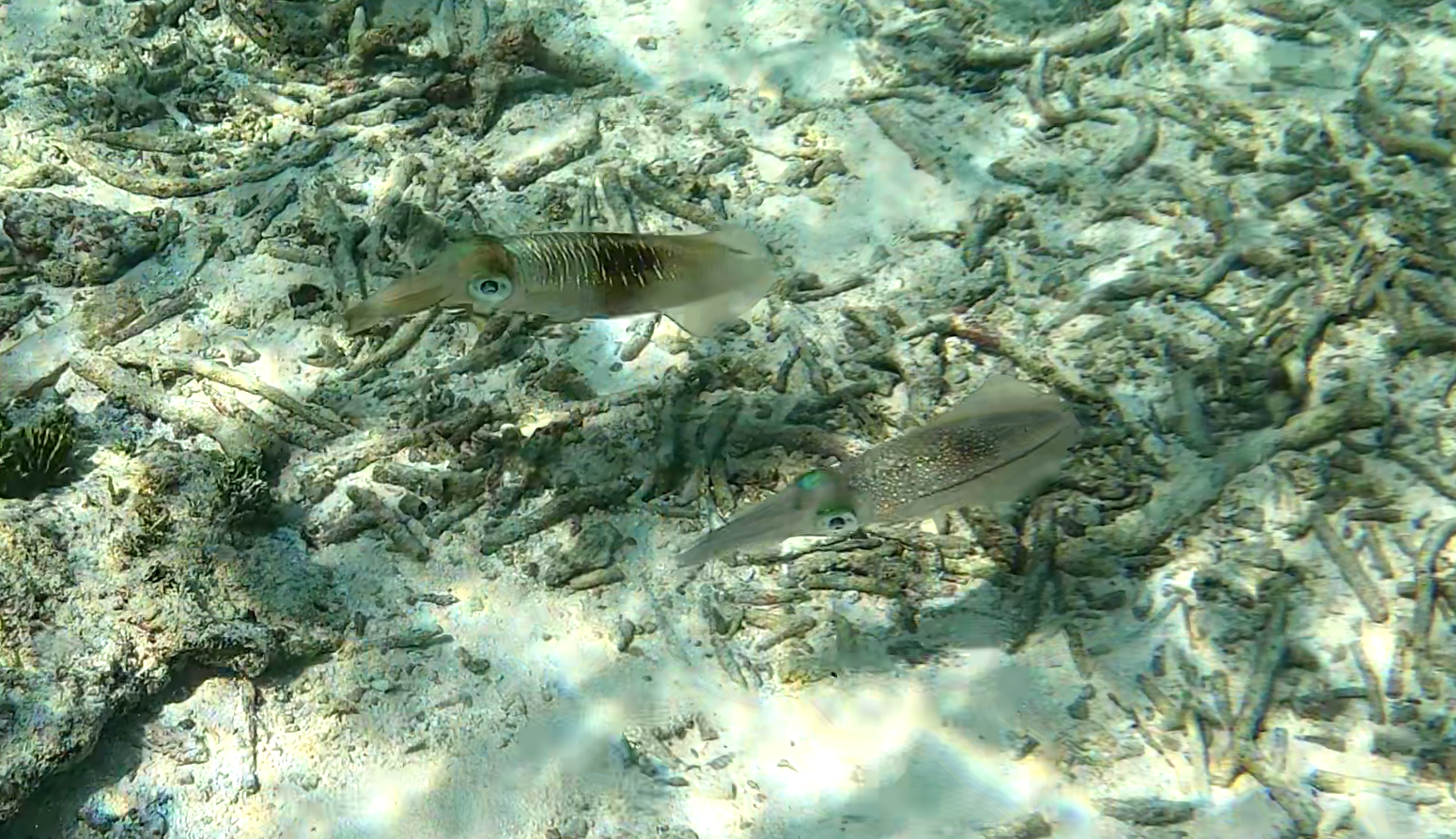 Bigfin reef Squid - Calamaro di Lesson - Sepioteuthis lessoniana - www.intotheblue.it