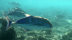 Giant Trevally – Carango gigante indopacifico – Caranx ignobilis – www.intotheblue.it-2023-05-17-12h53m41s444